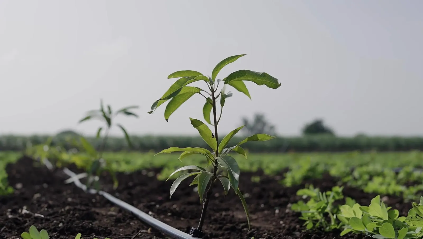 A full-grown mango tree in open ground. Stand-in photograph, not the Sajgani orchard.