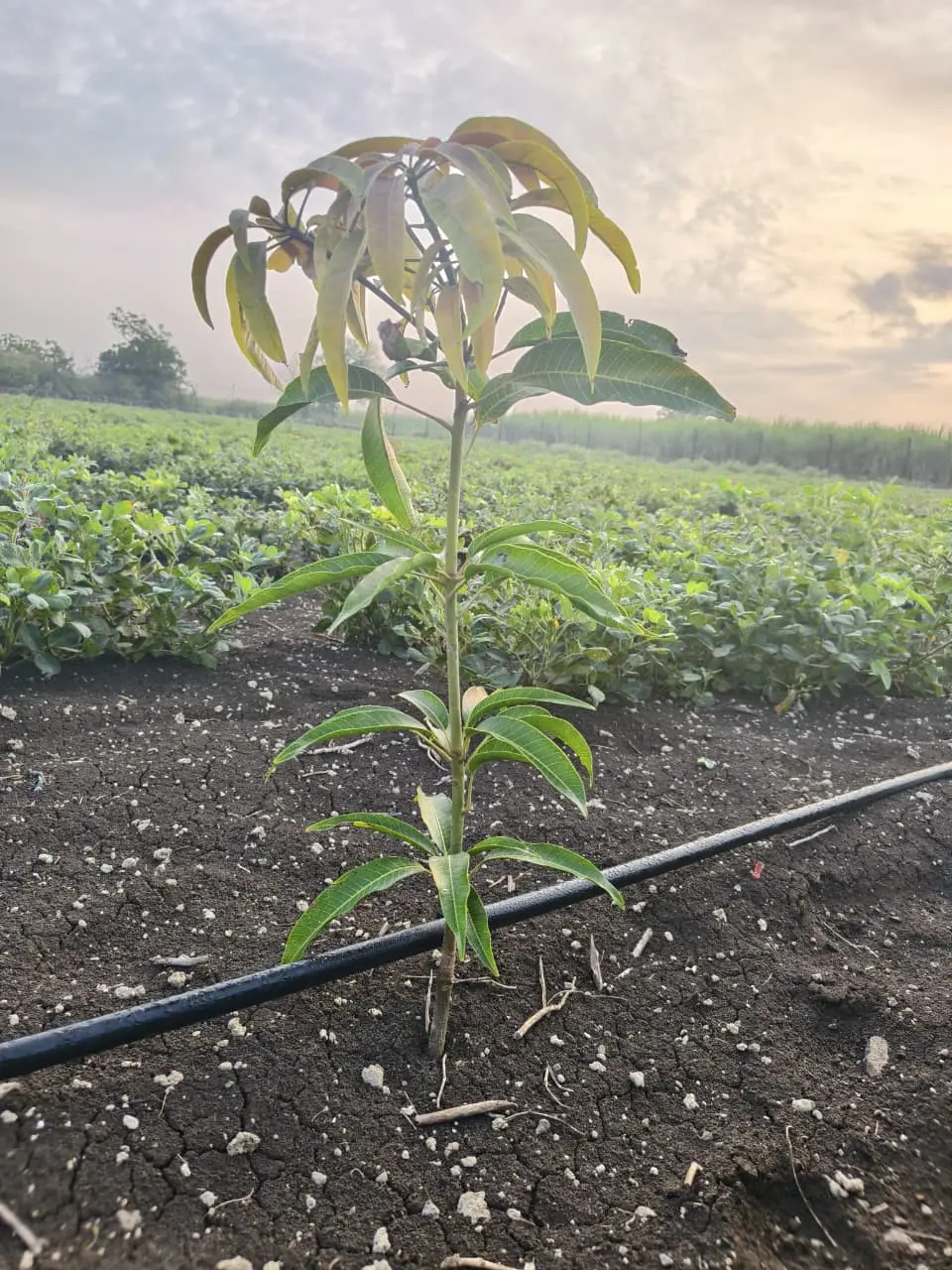 A mango tree in mar: fruit set. Stand-in photograph.